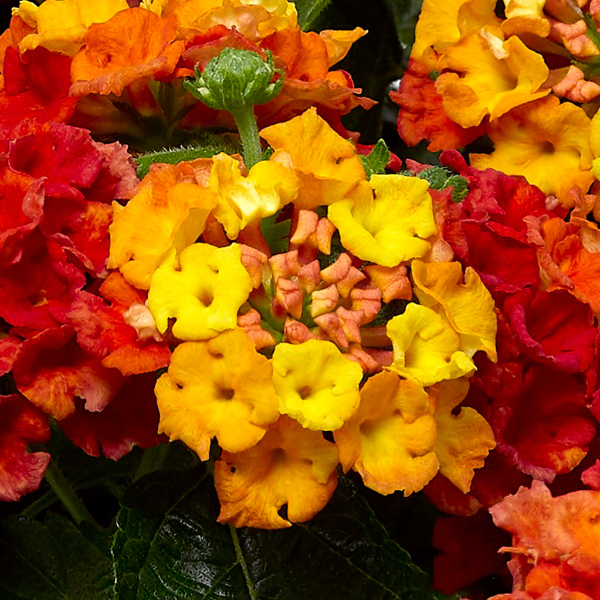 Lantana camara 'Bandana Mango'