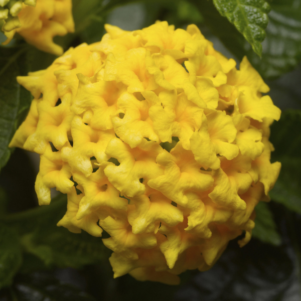 Lantana camara 'Bandana Yellow'