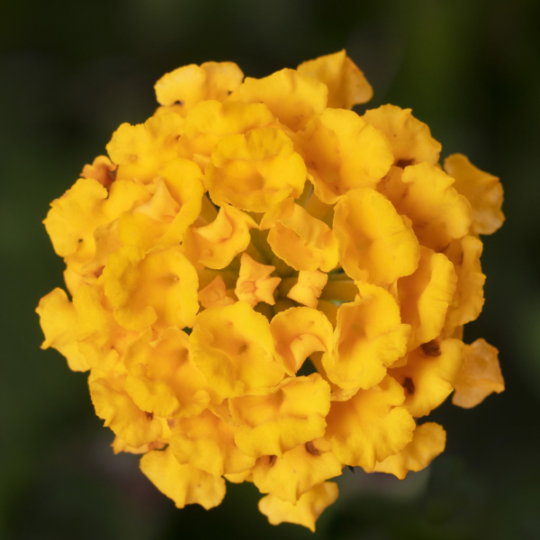 Lantana camara 'Bandito Gold'