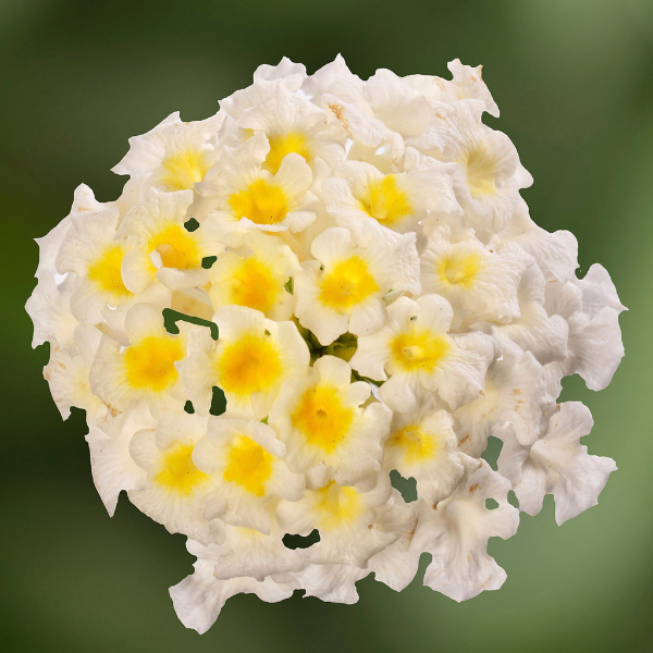 Lantana camara 'Bandito White'