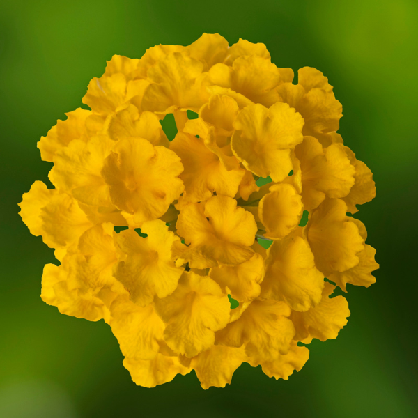 Lantana camara 'Bandolero Lemon'