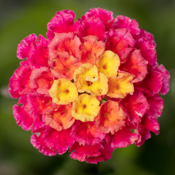 Lantana camara 'Bandolero Lychee'