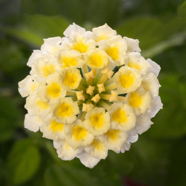 Lantana camara 'Bandolista Coconut'