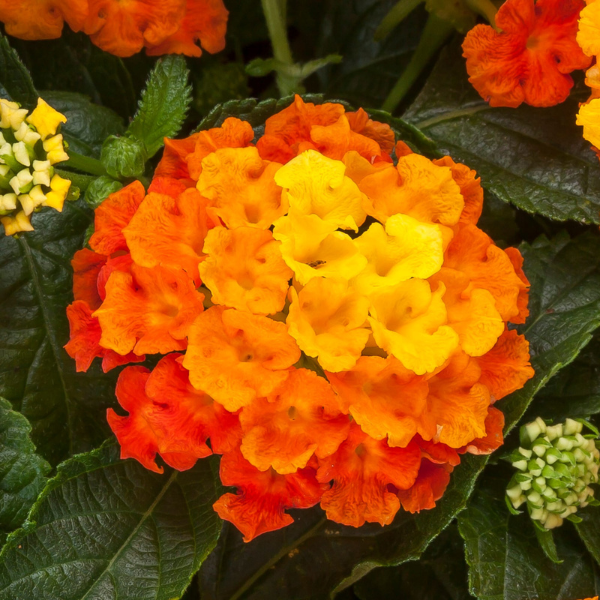 Lantana camara 'Bandolista Mango'
