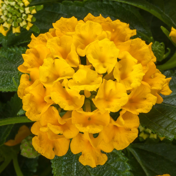 Lantana camara 'Bandolista Pineapple'