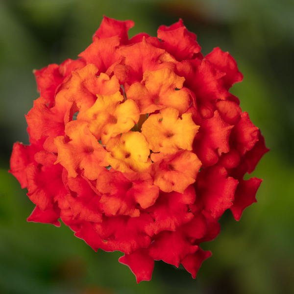 Lantana camara 'Bandolista Red Chili'