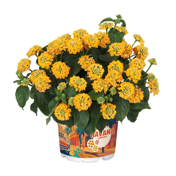 Lantana camara 'Havana Yellow'