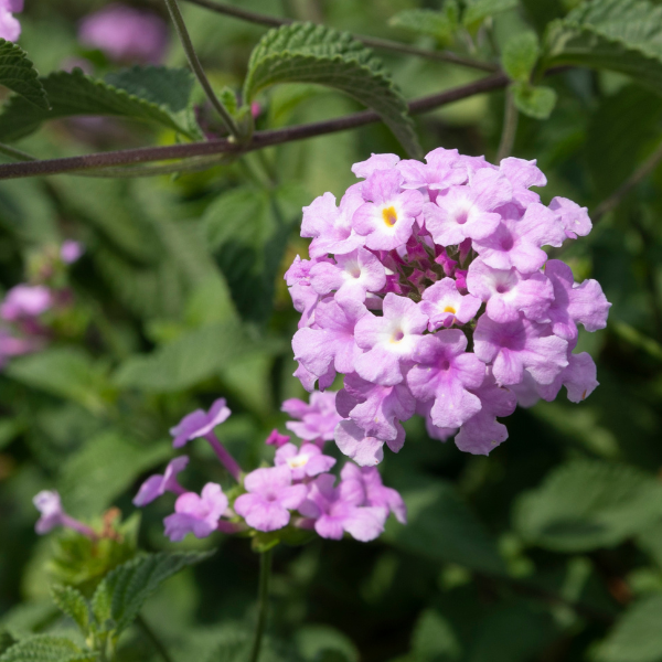 Lantana camara 'Purple Trailing'
