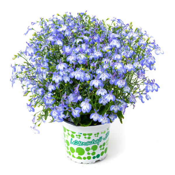 Lobelia erinus 'Hot+ Pretty Heaven'