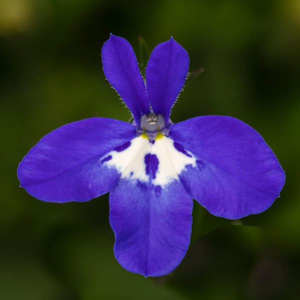 Lobelia erinus 'Techno Deep Blue with Eye'