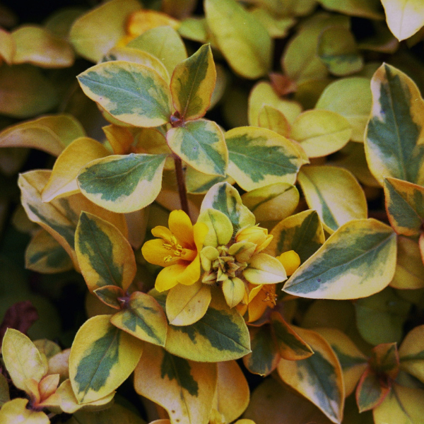 Lysimachia nummularia 'Variegated'