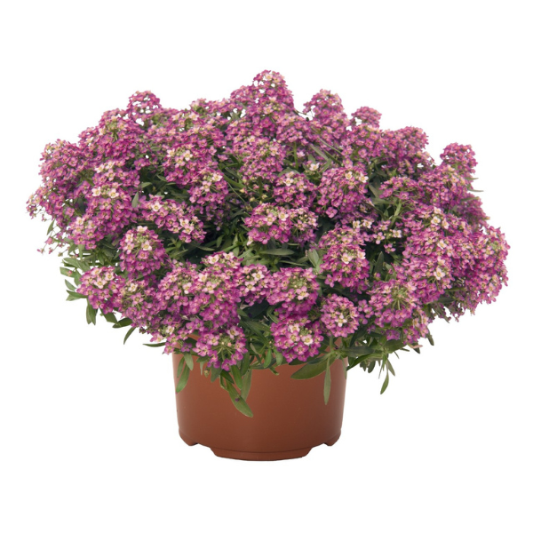 Lobularia maritima 'Yolo Pink'