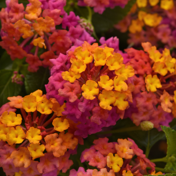 Lantana camara 'PassionFruit'