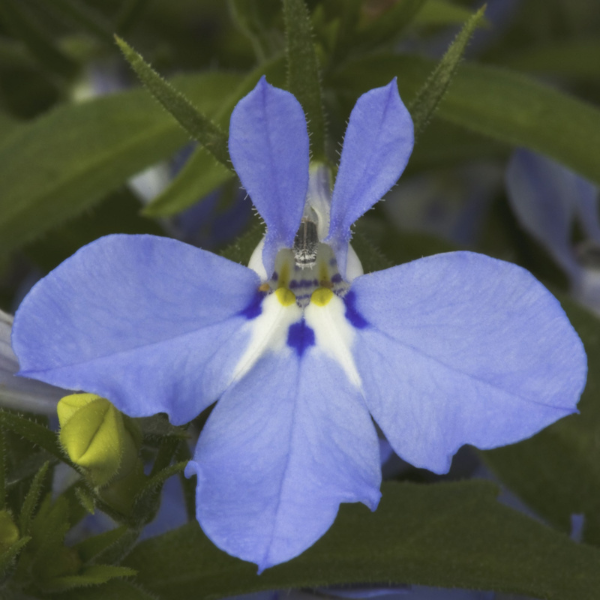 Lobelia erinus 'Techno Light Blue'