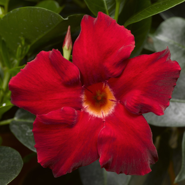 Mandevilla hybrida 'Madinia Elegant Velvet Red'