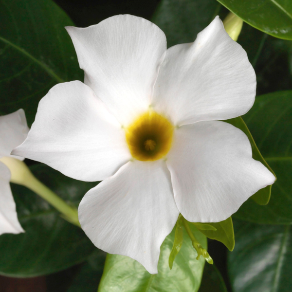 Mandevilla hybrida 'Madinia White'