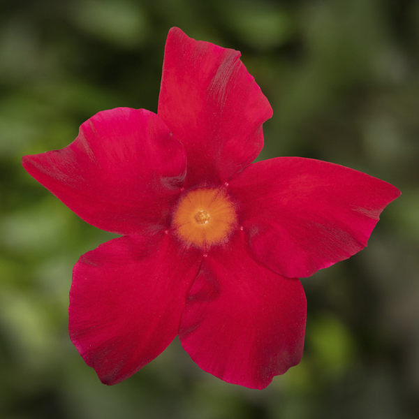 Mandevilla hybrida 'Madinia Maximo Scarlet'