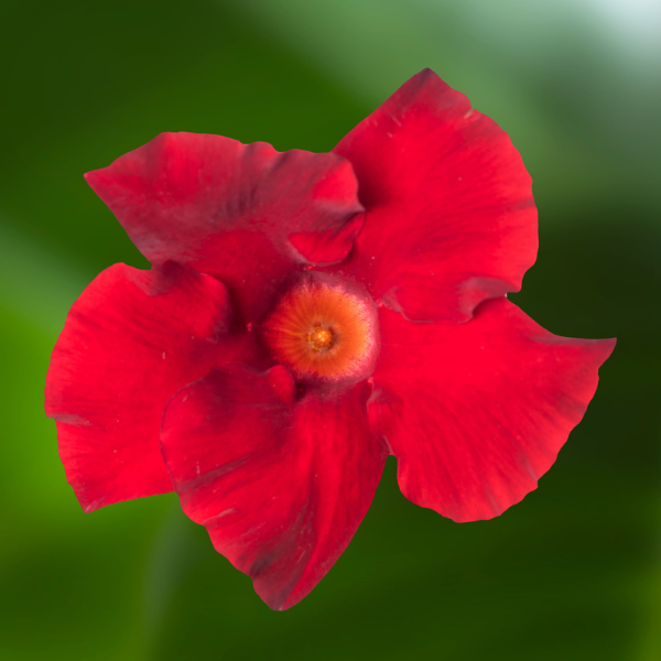 Mandevilla hybrida 'Madinia Petite Deep Red'