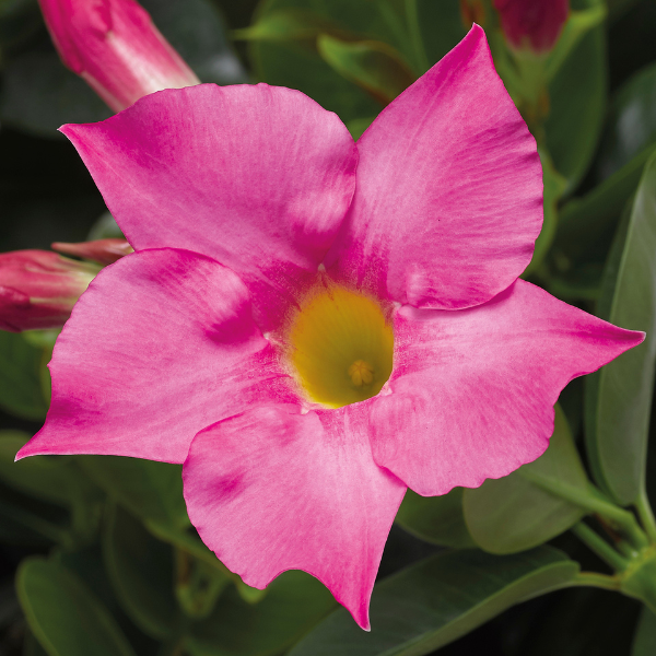 Mandevilla hybrida 'Madinia Petite Pink'