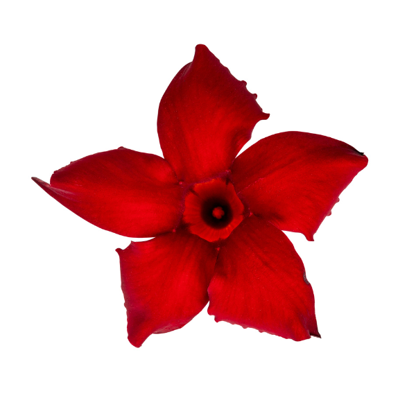 Mandevilla hybrida 'Sun Parasol Garden Crimson'