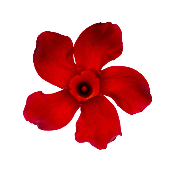 Mandevilla hybrida 'Sun Parasol Original Crimson'