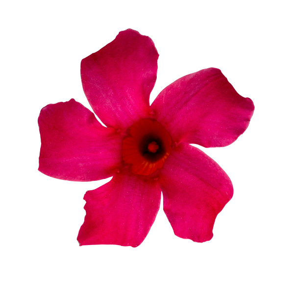 Mandevilla hybrida 'Sun Parasol Original Pink'