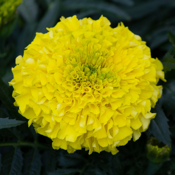 Marigold tagetes erecta 'Antigua Yellow'