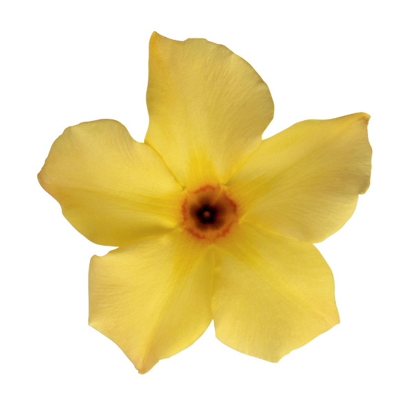 Mandevilla hybrida 'Sun Parasol Original XP Sunbeam'