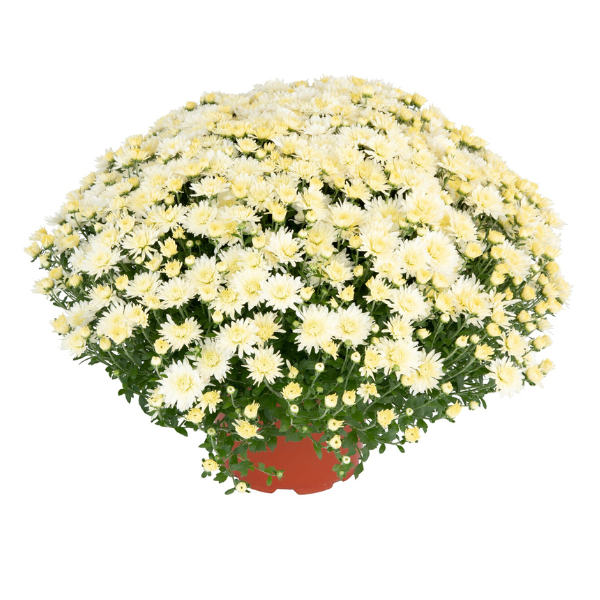 Mum chrysanthemum x morifolium 'Norah White'