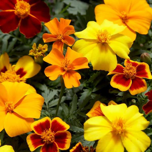 Marigold tagetes patula 'Disco Mix'