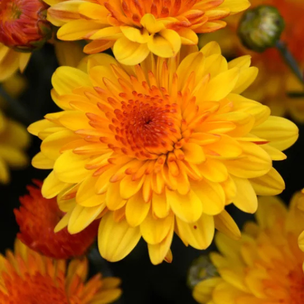 Mum chrysanthemum x morifolium 'Golden Cheryl'