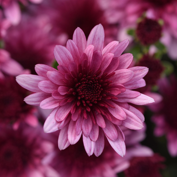 Mum chrysanthemum x morifolium 'Morgana Pink'