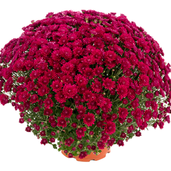 Mum chrysanthemum x morifolium 'Pauline Purple'