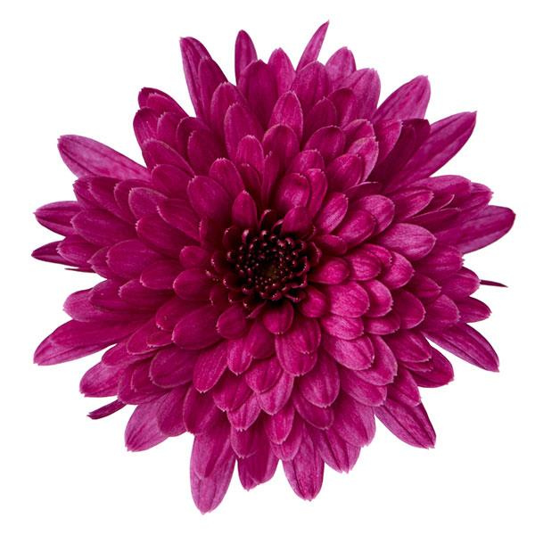 Mum chrysanthemum x morifolium 'Morgana Purple'
