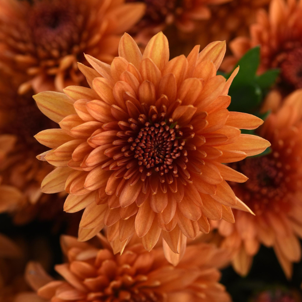 Mum chrysanthemum x morifolium 'Blazing Orange'