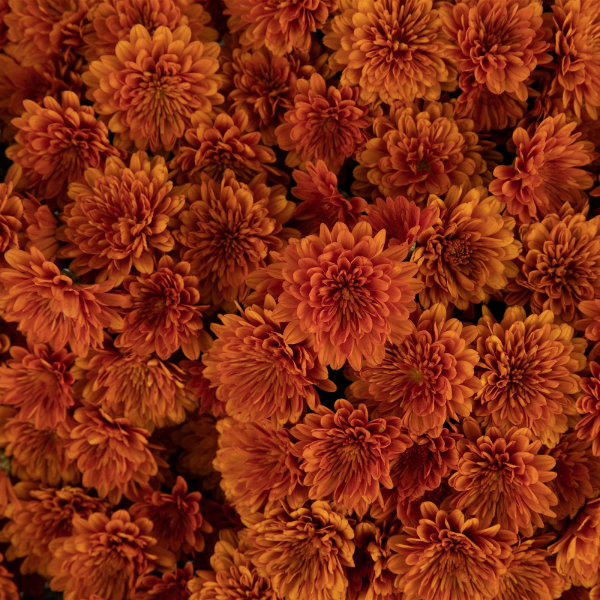 Mum chrysanthemum x morifolium 'Dorothy Bronze'