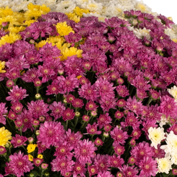 Mum Combo 'Combo#35'