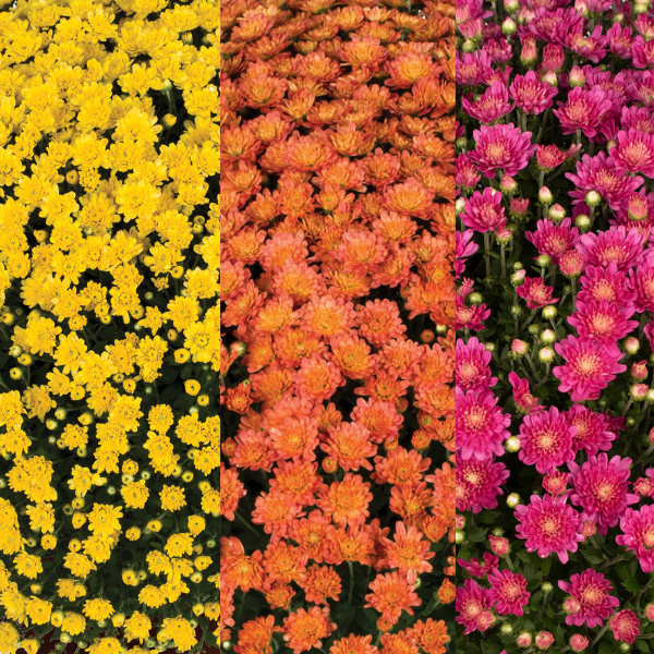 Mum Combo 'Combo#36'