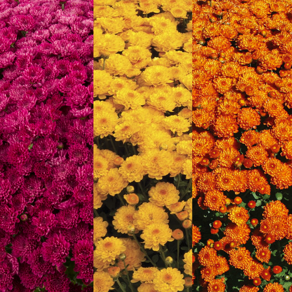 Mum Combo 'Combo#39'