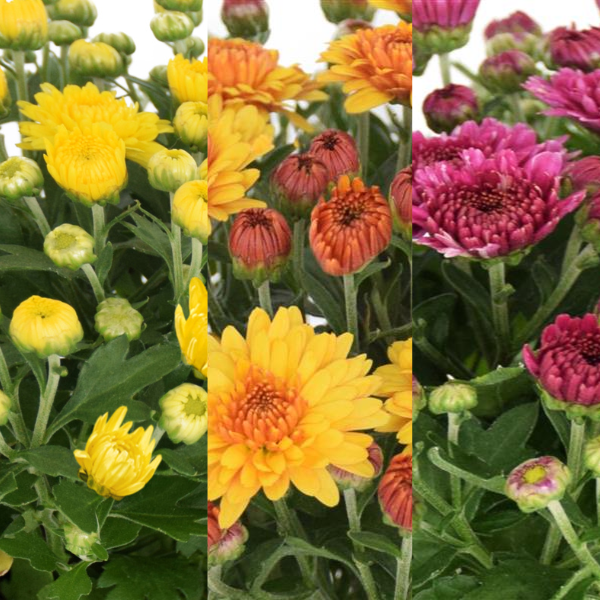 Mum Combo 'Combo#41'