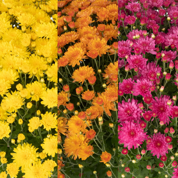 Mum Combo 'Combo#43'