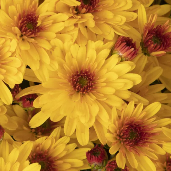 Mum chrysanthemum x morifolium 'Ellen Golden Bicolor'