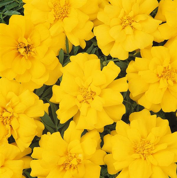 Marigold tagetes patula 'Durango Yellow'