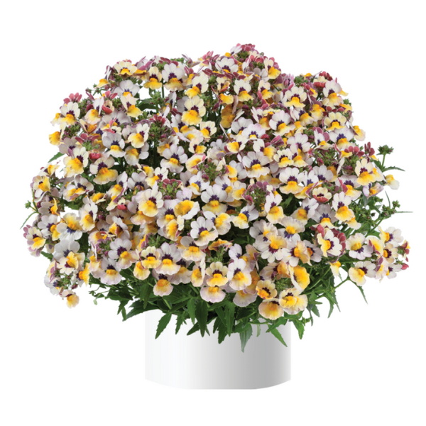 Nemesia hybrida 'Nesia Bananaberry'
