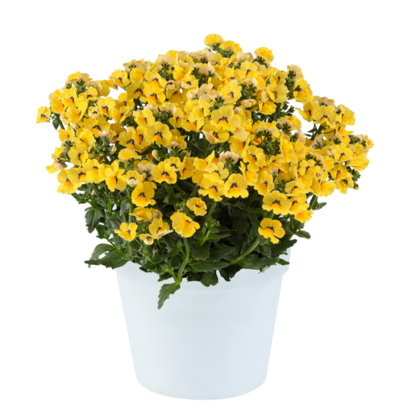 Nemesia hybrida 'Nesia Inca'
