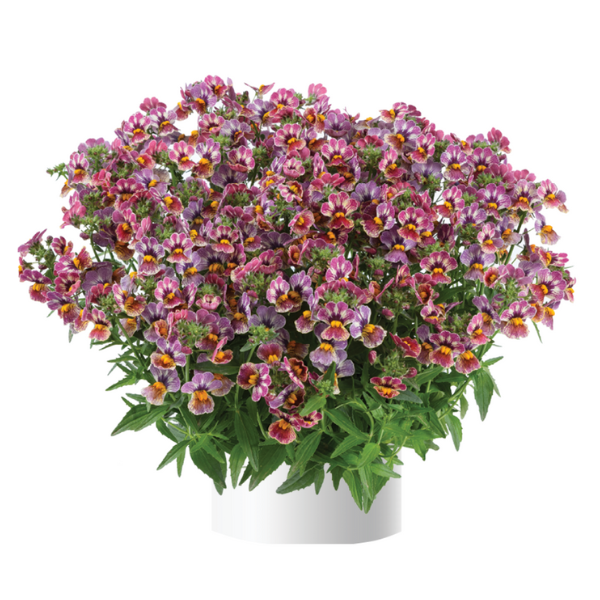 Nemesia hybrida 'Nesia Tutti Frutti'
