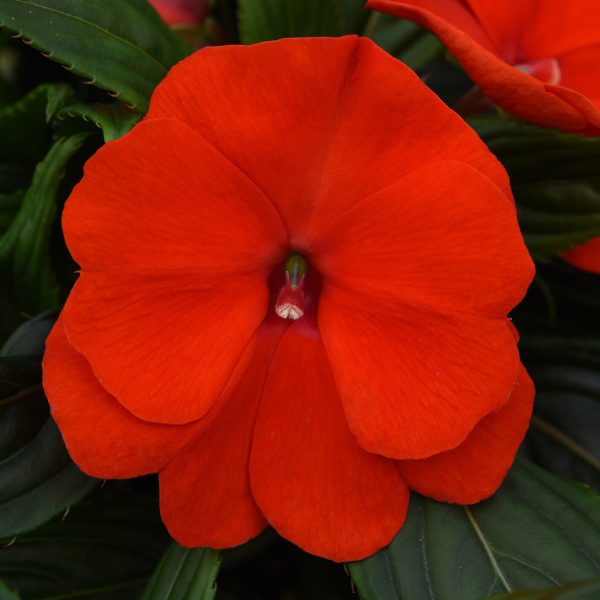New Guinea impatiens hawkerii 'Color Power Orange'