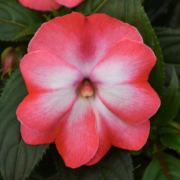 New Guinea impatiens hawkerii 'Color Power Peach Frost'