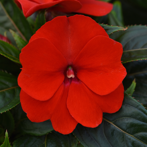 New Guinea impatiens hawkerii 'Color Power Red'