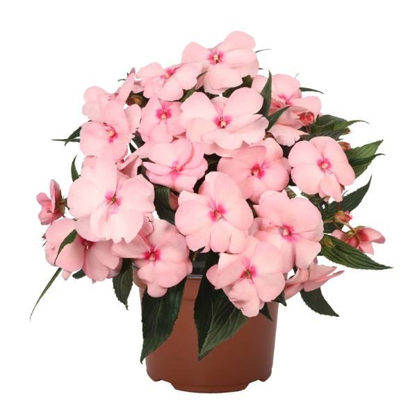 New Guinea impatiens hawkerii 'Magnum Light Salmon'